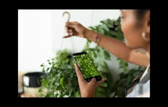 Explorando el Reino Vegetal con Tecnología