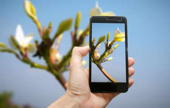 Identifica y cuida tus plantas con tecnología