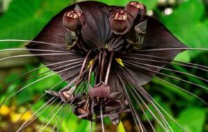 Descubre la Magia de la Naturaleza con las Mejores Apps para Identificar Plantas