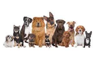 Descubre la Diversidad Canina! Los Mejores Aplicaciones para Identificar Razas de Perros con Precisión