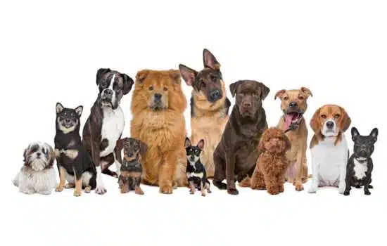 Descubre la Diversidad Canina! Los Mejores Aplicaciones para Identificar Razas de Perros con Precisión