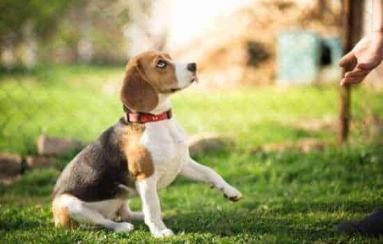 Las Mejores Aplicaciones para Treinar a tu Perro de Forma eficiente