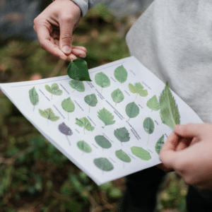 PlantNet: la mejor app para identificación de plantas