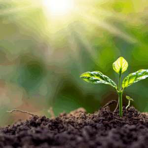 Explora el mundo de las plantas con PlantNet!